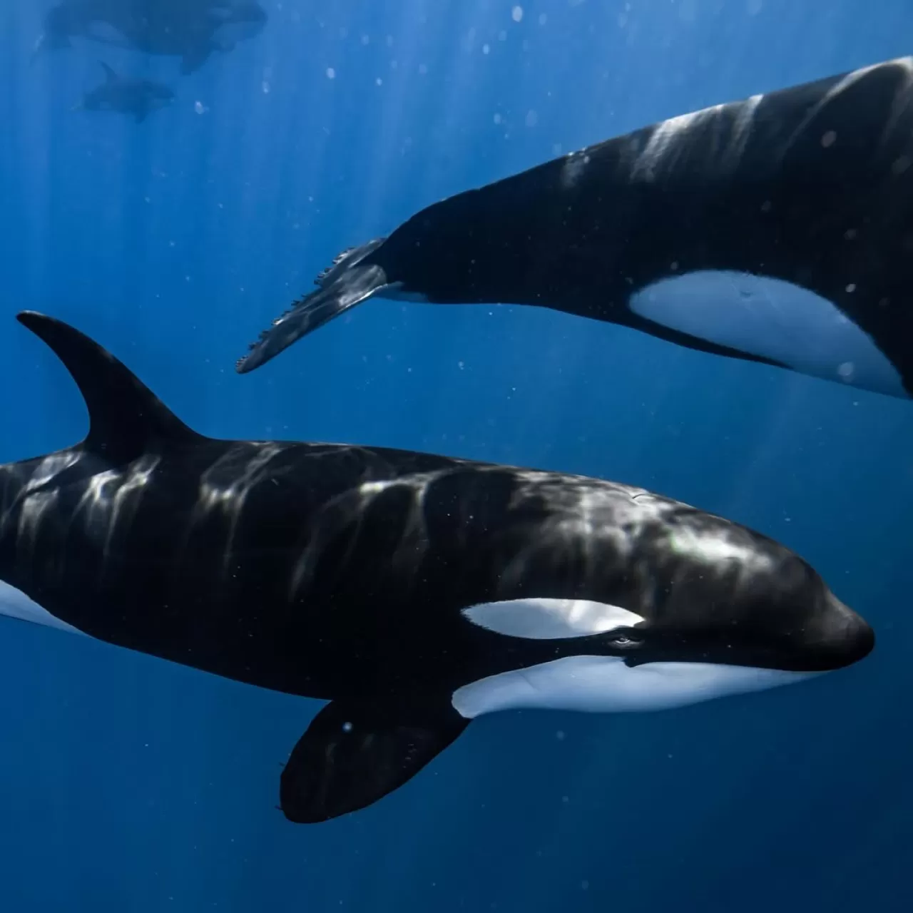 Meksika Sularında Unutulmaz Köpekbalığı Dalışı: Su Altındaki Devlerle Yakın Karşılaşma