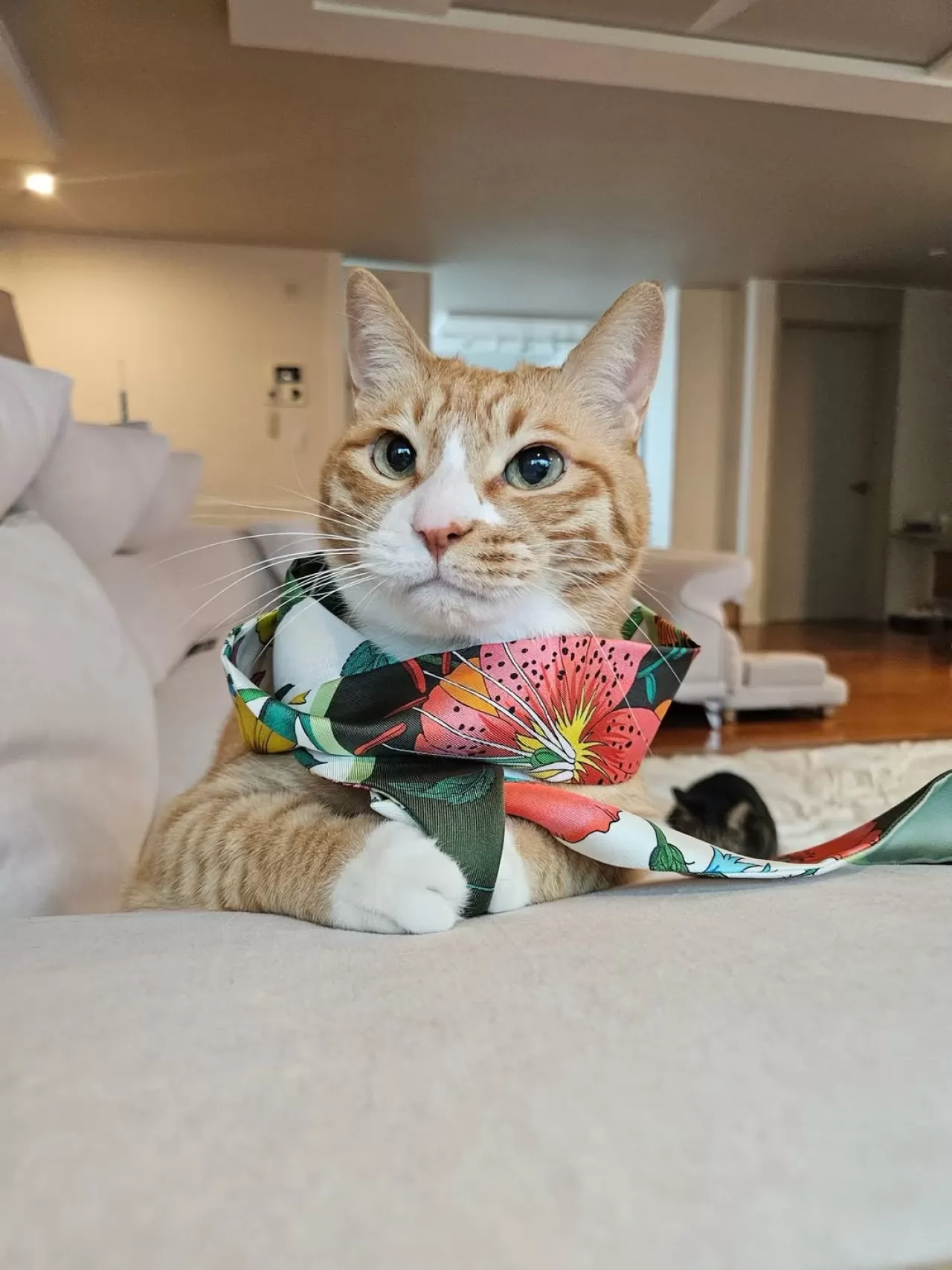 Stray Kids Üyesü Lee Know'dan Evcil Kedisi Soonie'nin Doğum Günü Paylaşımı