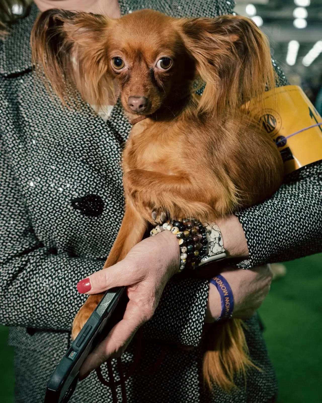 Westminster Köpek Şovu'nun 150. Yılında Final Heyecanı