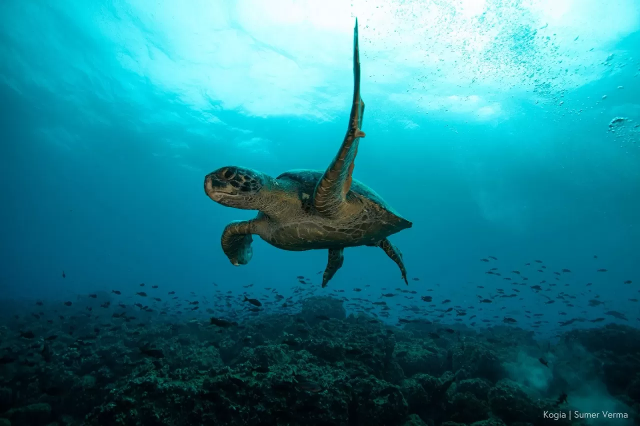 1 Milyar Dolarlık İttifak: Borç Takasıyla Doğayı ve Ekonomiyi Koruma