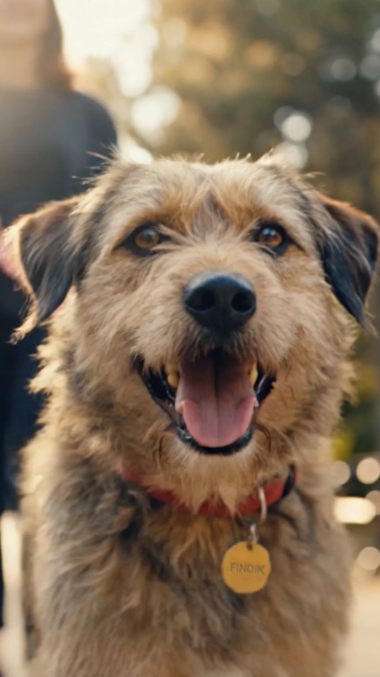 4 Nisan Sokak Hayvanları Günü'nde Farkındalık İçin Güçbirliği