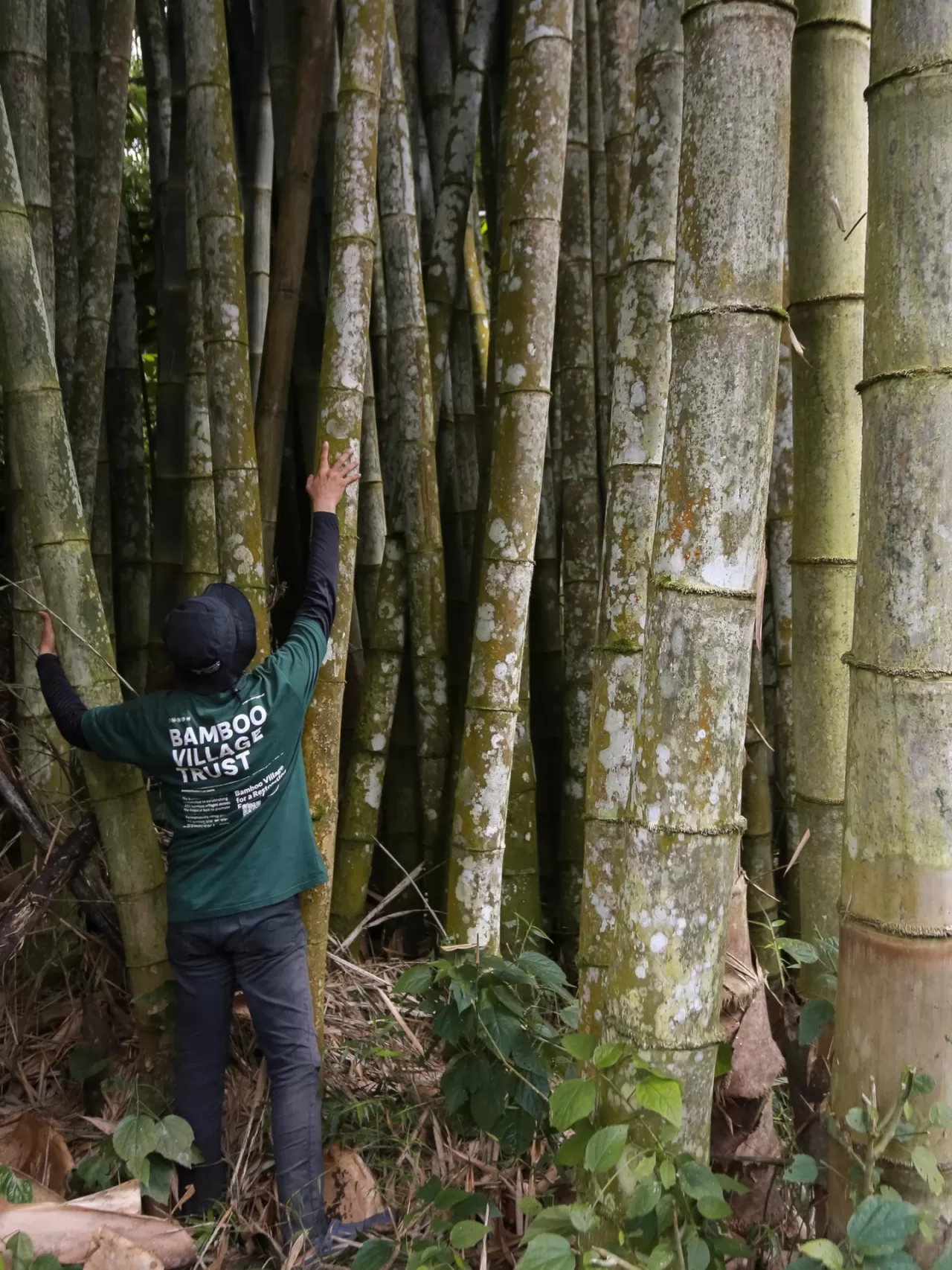 Bambu: Sürdürülebilir Gelecek İçin Doğanın Çok Yönlü Bitkisi