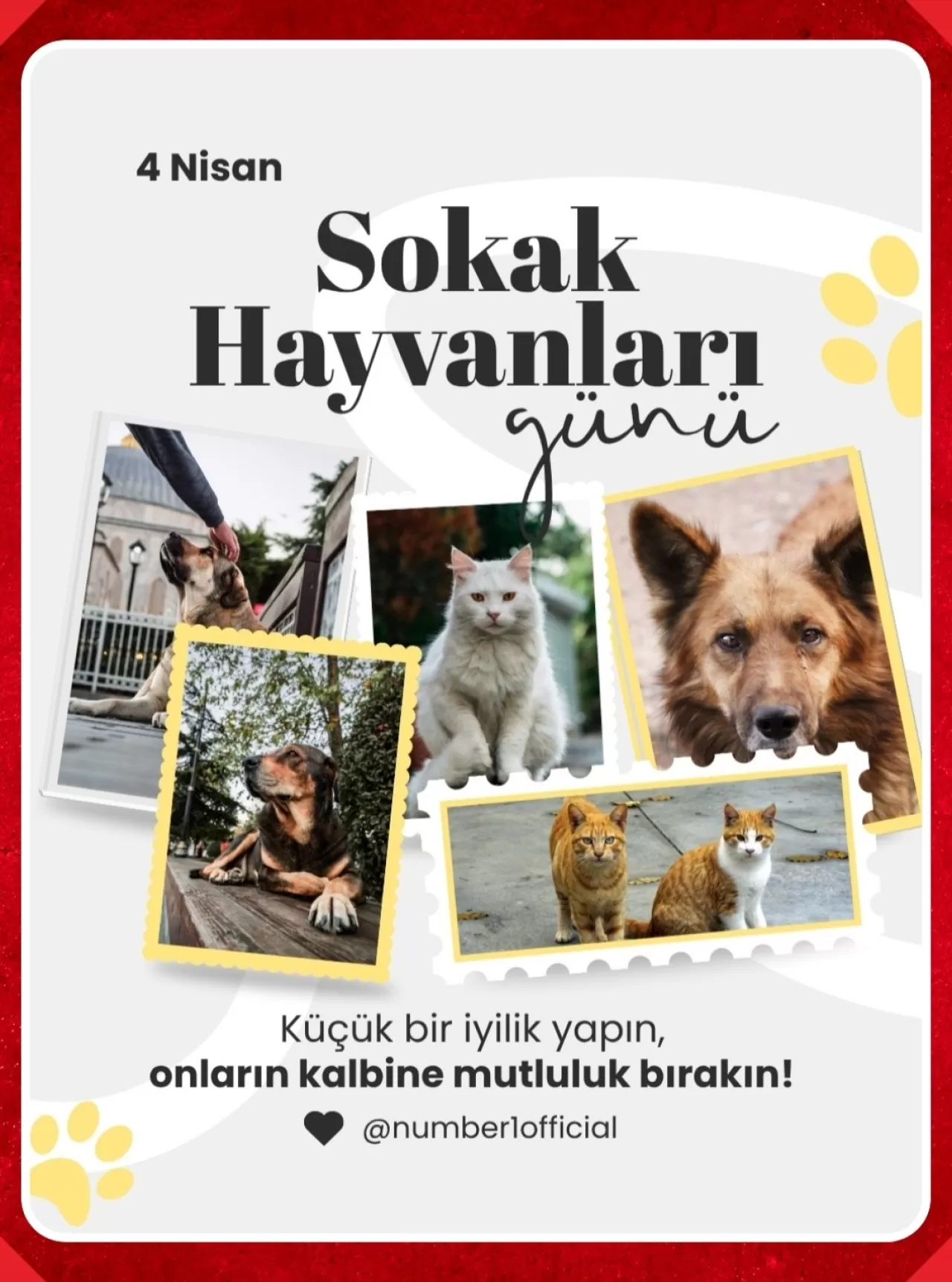 Dünya Sokak Hayvanları Günü'nde Farkındalık Mesajı