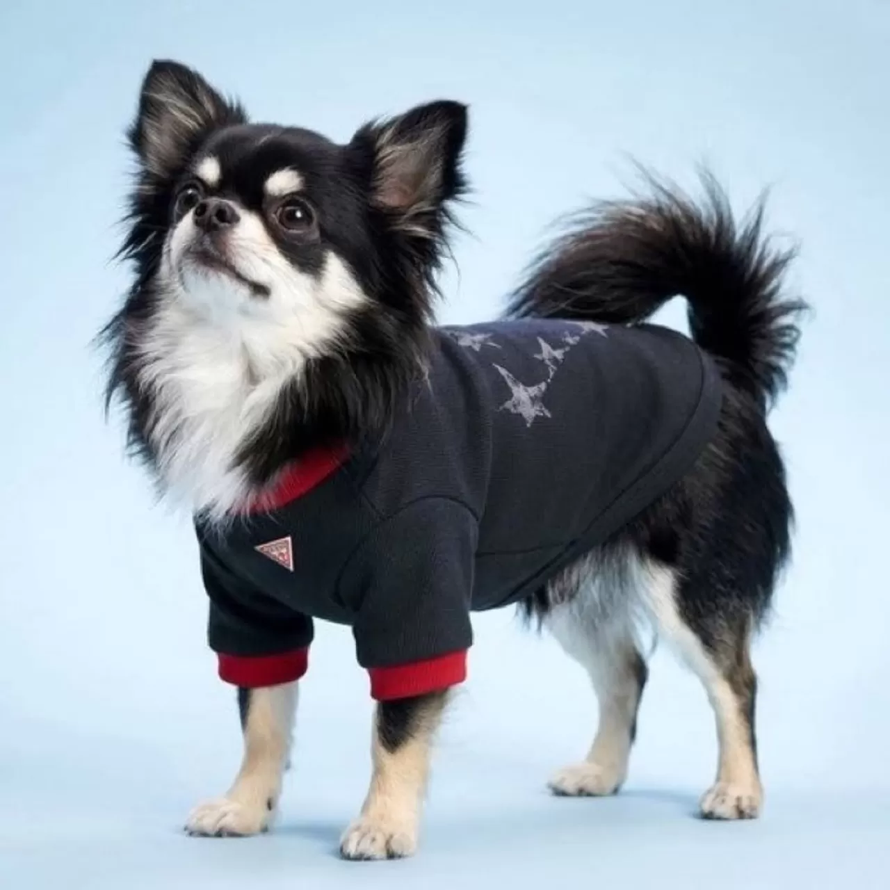 Guess Korea'nın Tişört Fotoğrafı Değişti: Köpek Kkami'ye Benziyor