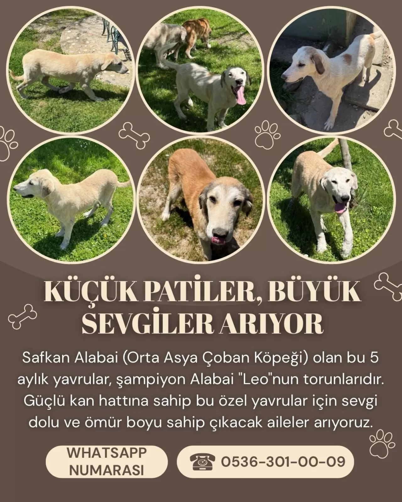 Sokak Hayvanları İçin Farkındalık Çağrısı: Onların Yaşam Mücadelesi