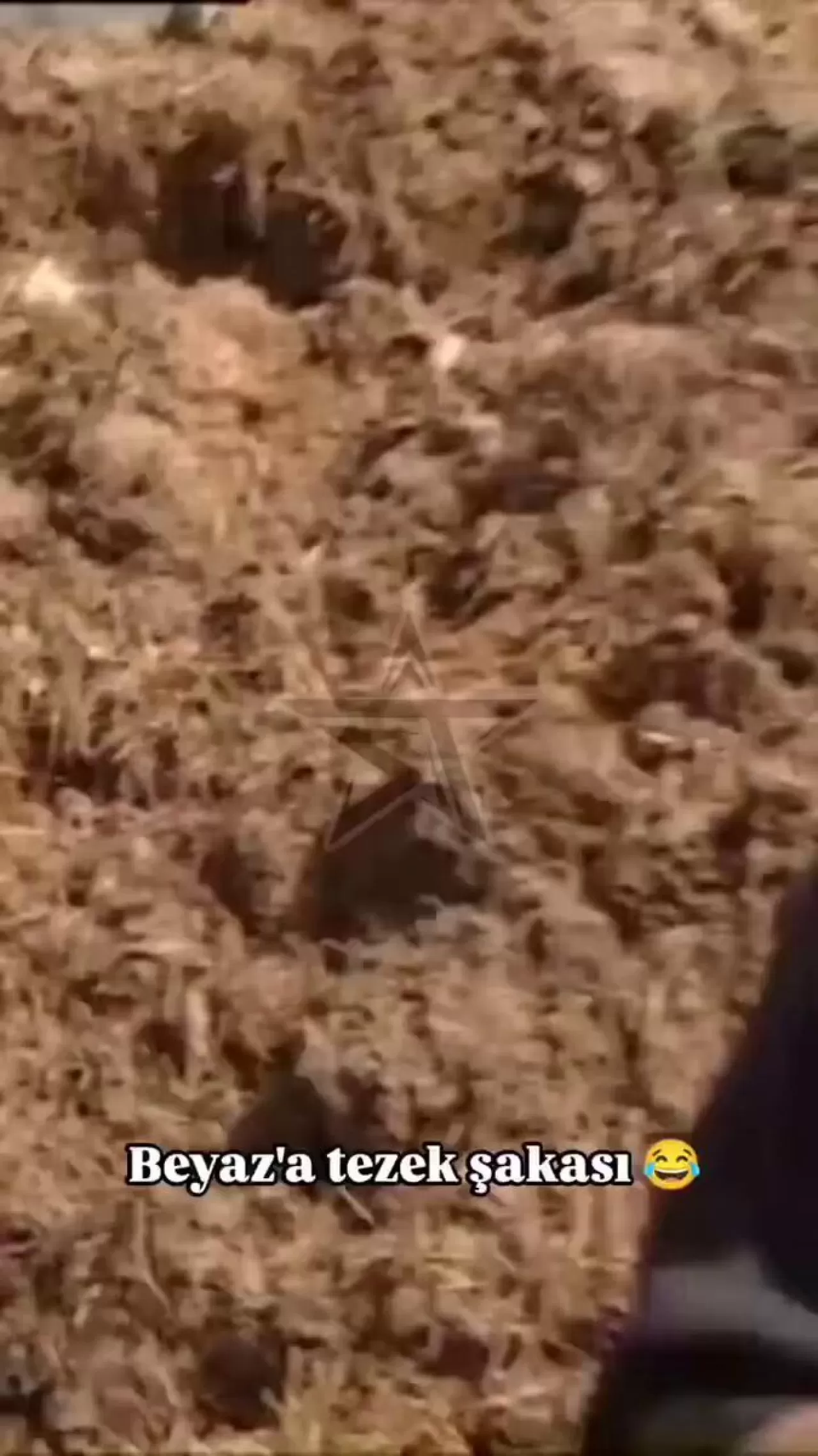 Beyazıt Öztürk'ün Köydeki Çekiminde Yaşanan Tezek Şakası Gündem Oldu